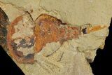 Xiphosurida Arthropod (Pos/Neg) - Horseshoe Crab Ancestor #179408-3